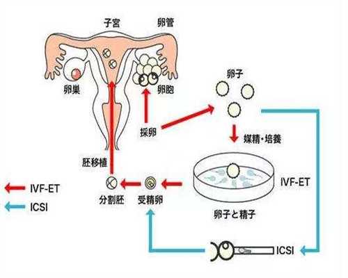 南昌IVM试管助孕新纪元：揭秘60%临床妊娠率背后的先进辅助生殖方案